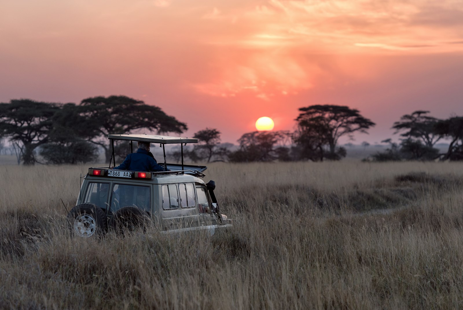 Wildlife safari